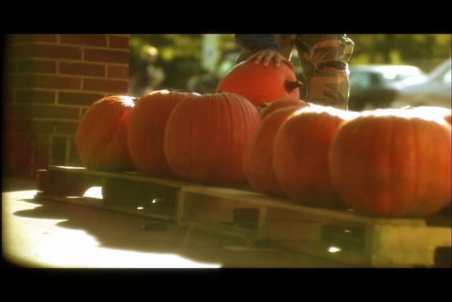 pumpkinsflared