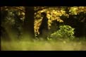 undertreemedium