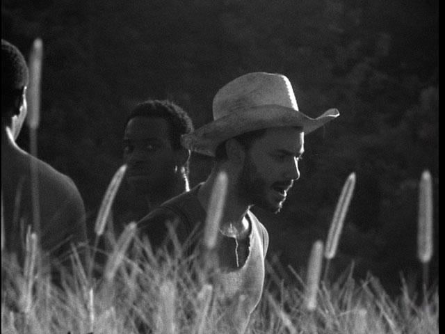 in_the_grass