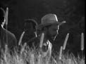 in_the_grass